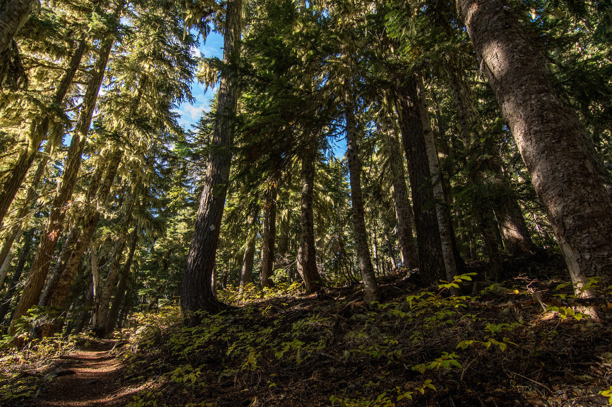 ml-mossy-treed-trail